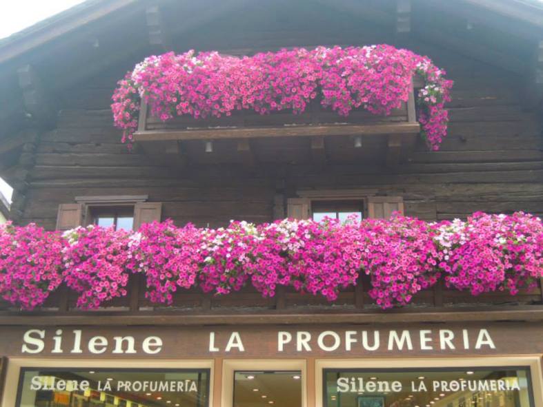 1239618_529925407079760_633243409_n